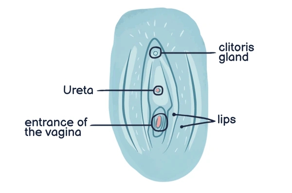 clitoris dibujo